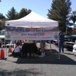 Car Show at the American Legion